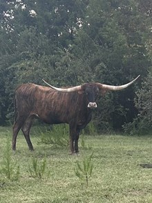 CSL MISSY BRINDLE
