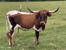 CSL Foxy Dotty